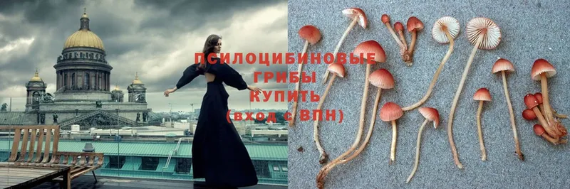 Галлюциногенные грибы Cubensis  Верещагино 