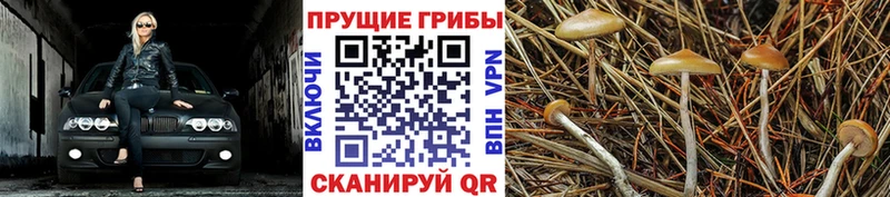 Галлюциногенные грибы Psilocybe  Верещагино 